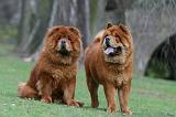 CHOW CHOW 747